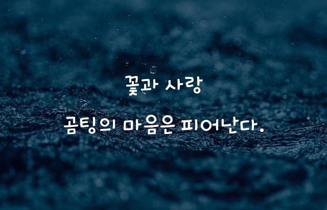 꽃보다곰팅