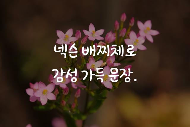 넥슨 배찌체