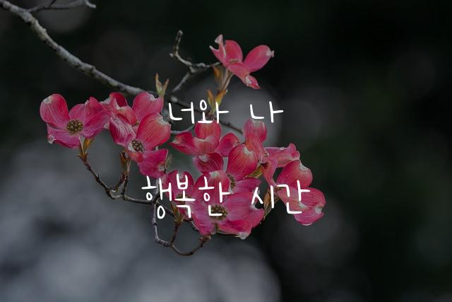 코코체