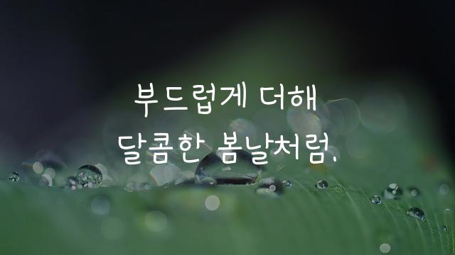 둘기마요