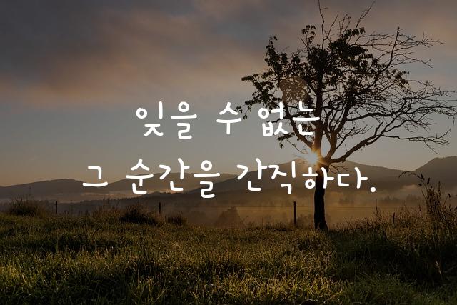 Yoon 감자꽃