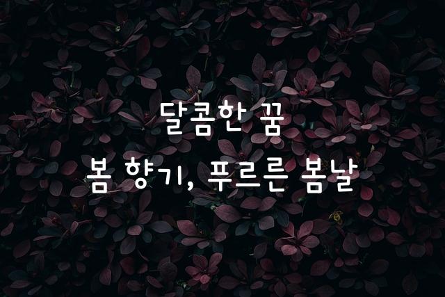 KCC도담도담체