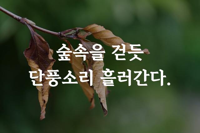 김정철명조