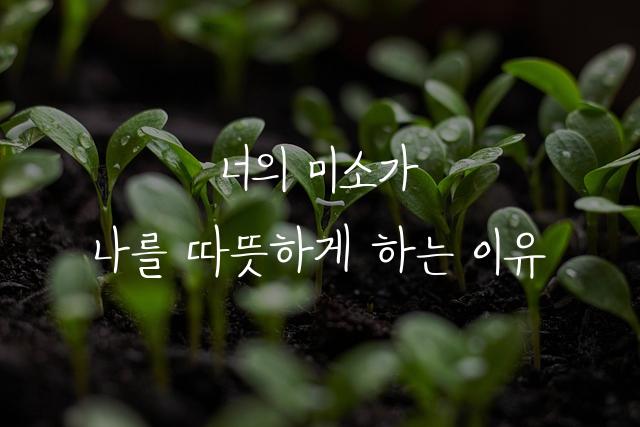 김남윤체