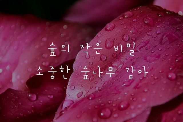 이숲체
