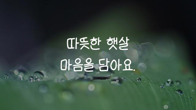온글잎 콘콘체
