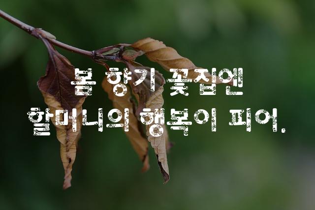 Rix할매의꽃담요