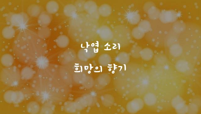 제주감귤