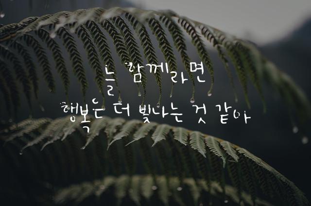 어비 채은체