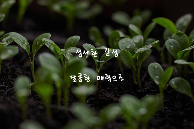 어비 말듀체