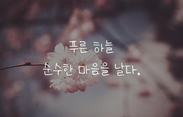 흰꼬리수리