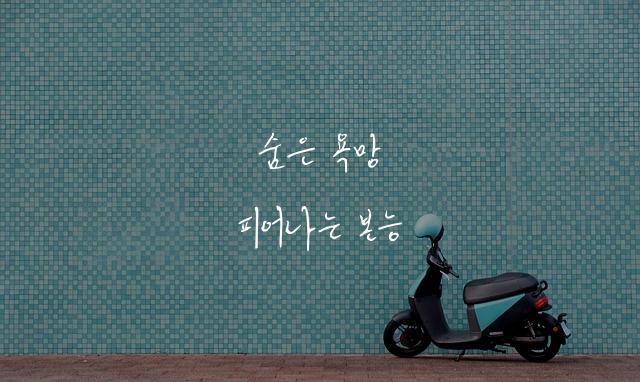 와일드